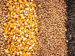 Купим Зерно - пшеницу, подсолнечник, кукурузу, рапс