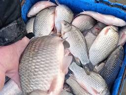 Куплю зарыбок карпа 10 тон