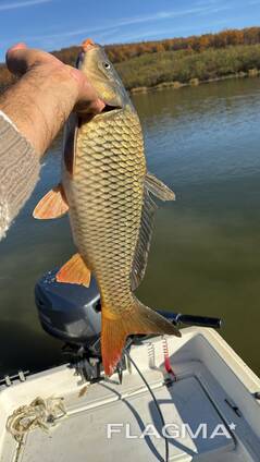 Куплю живую рыбу в больших количествах с документами на экспорт в Молдавий