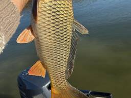 Куплю живую рыбу в больших количествах с документами на экспорт в Молдавий