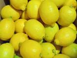 Lemon - photo 2