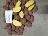 Литовский картофель желтый, красный / Прямо из Литвы - фото 1