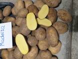 Литовский картофель желтый, красный / Прямо из Литвы - фото 2