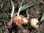 Лук - фото 3