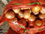 Лук - фото 1