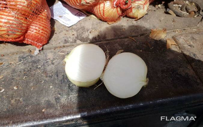 Лук репчатый