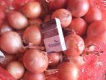 Лук репчатый - фото 2