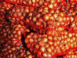 Лук свежий из Беларуси Экспорт