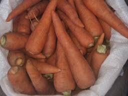 Morcov proaspăt crocant, recolta acestui an