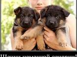 Наши немчурашки уже готовы перейти в ваш дом - фото 1