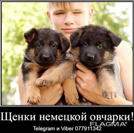 Наши немчурашки уже готовы перейти в ваш дом