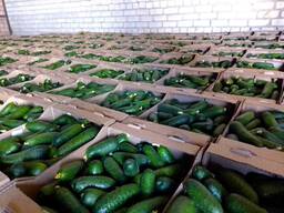 Огурцы Беларусь