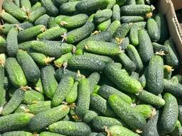 Огурцы грунтовые