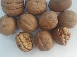 Орехи грецкие в скорлупе - фото 2