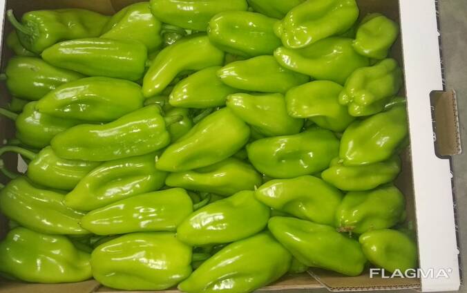 Перец свежий Албания