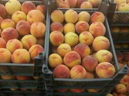Персик урожай 2019