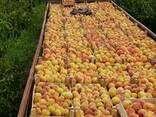 Персик урожай 2019 - фото 2