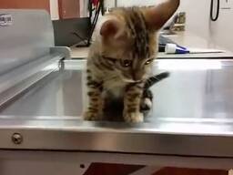 Pisicuțe Bengal drăguțe disponibile Contactați-ne pe WhatsApp pentru detalii: 27848239748