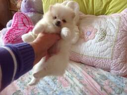 Pomeranian cu cupă T. Trimite-ne un mesaj pe WhatsApp pentru detalii: 27848239748