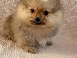 Померанский шпиц - мальчики, с документами