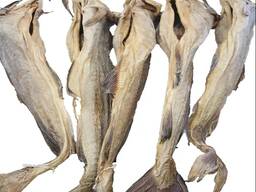 Premium Quality Dried Bombay Duck Fish / Dried Cod Fish Tosk Cod Fish