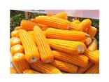 Premium Quality Natural Yellow Corn | Dried Yellow Corn Grains For sale - фото 1
