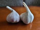 Продаем чеснок Любаша - photo 1