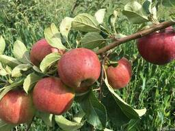 Продаем яблоки отменного качества летниx сортов 2018