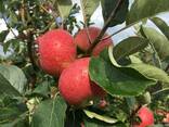 Продаем яблоки отменного качества летниx сортов 2018