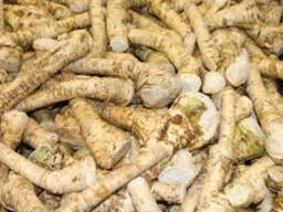 Продам корень хрена