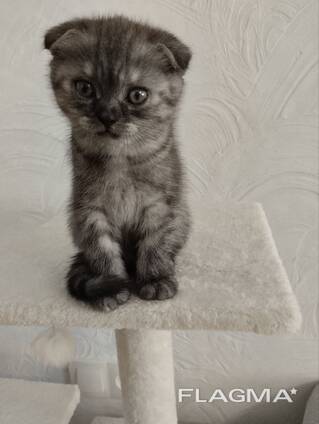 Продам шотландских котят