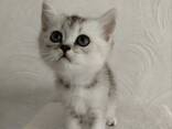 Продам шотландских котят - photo 1