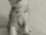 Продам шотландских котят - photo 3