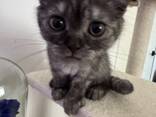 Продам шотландских котят - photo 5