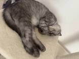 Продам шотландских котят - photo 6