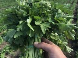 Продам на экспорт укроп /петрушку (из Украины)