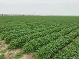 Продам на экспорт укроп /петрушку (из Украины) - фото 3