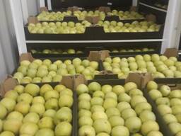 Продам яблоки Golden/Idared