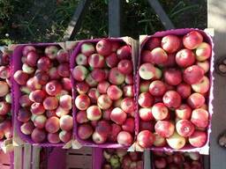Продаём летние сорта яблока и сливы