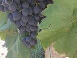 Продаю виноград Молдова - фото 4