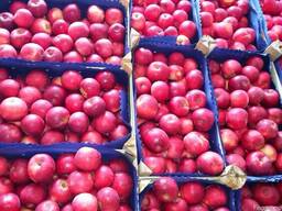 Продаю яблоки из Молдавии