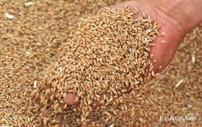 Пшеница, 3 класс, Украина, урожай 2021 г. (код ТН ВЭД 100190)