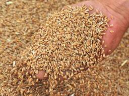 Пшеница, 3 класс, Украина, урожай 2021 г. (код ТН ВЭД 100190)