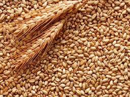 Пшеница в количестве 800т. , прозводство Украина
