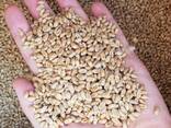 Семена, кукурузы, подсолнечника, пшеницы, ячменя, сои, рапса, гречихи Канадской селекции