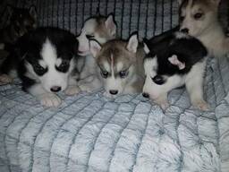 Pui drăguți de Husky Siberian. Trimiteți-ne un mesaj pe WhatsApp pentru detalii: 27848239