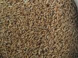 Selling 3000 tons of durum wheat. - фото 2