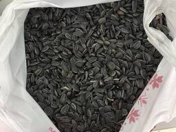 Семечка подсолнечника 40
