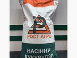 Semințe de porumb DN „Pivikha” (FAO 180). Direct de la fabrica din Ucraina - photo 3