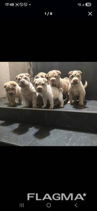 Шарпейчики